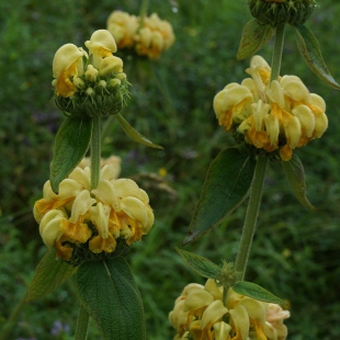 Phlomis russeliana